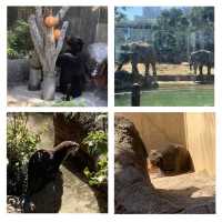 嘩嘩嘩🤩🤩令人大開眼界的上野動物園