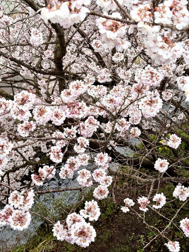 【南足柄市怒田】櫻花滿開，雨中追櫻圓心願！