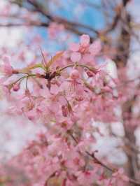 เชียงใหม่ก็มีดอกซากุระ 🌸