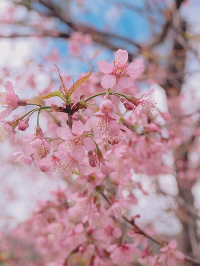 เชียงใหม่ก็มีดอกซากุระ 🌸