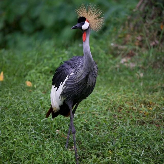 Taiping Zoo