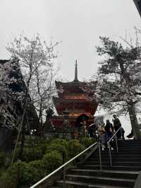 บานแล้ว ซากุระ ที่วัดน้ำใส Kiyomizu Dera เกียวโต