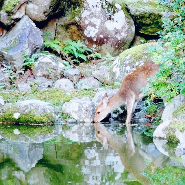 사슴 보러 나라사슴공원으로~🦌