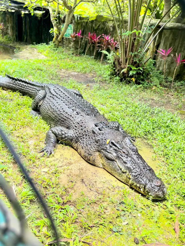 Jong's Crocodile Farm