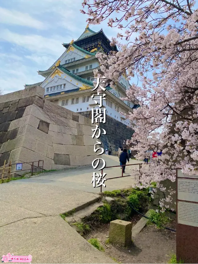 【2024年桜】大阪城の桜