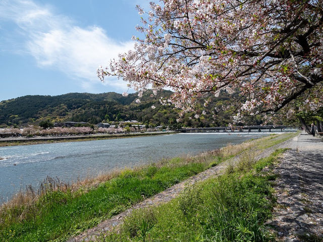 🌸京都嵐山渡月橋：櫻花盛開，春日京都的象徵