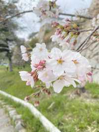 【2024年桜】明石城跡（明石公園）