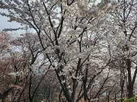 【韓國富川市】陶唐山櫻花節，適合家庭和朋友
