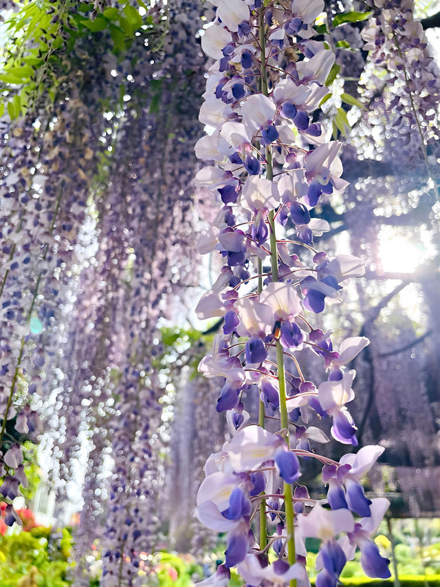 【箭弓稲荷神社/埼玉県】格式ある神社のぼたん園