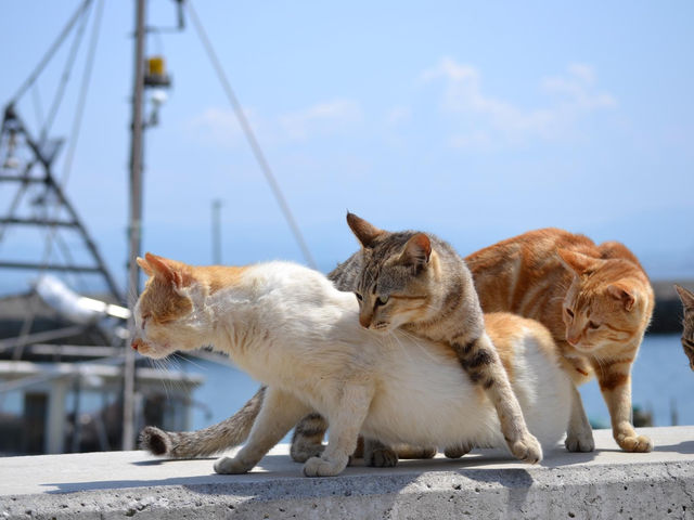 男木島貓島