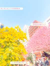 【東京】河津桜とミモザと神社