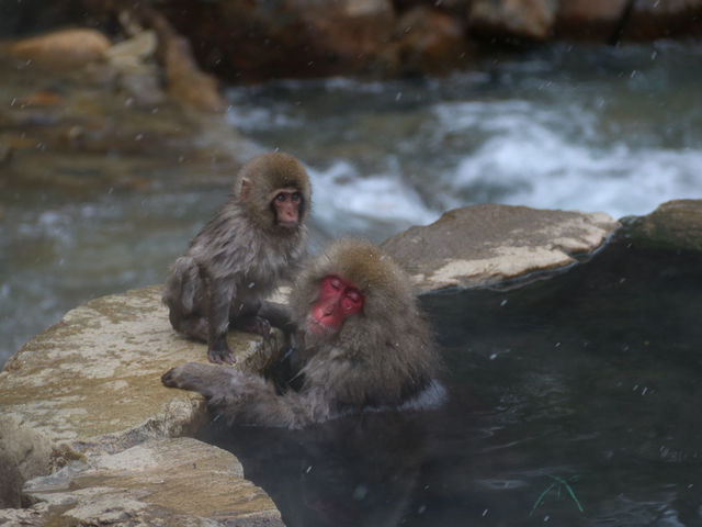 Japan's Monkey Kings and Queens 🐒♨️