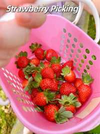 Picking Sweet Memories at the Strawberry Farm, Genting Highlands