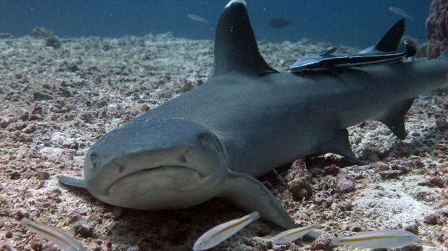 Sipadan, Diver’s Paradise