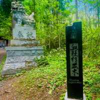 【長野県/荘厳な雰囲気のある樹齢約400年以上の杉並木🌲に木漏れ日が差し込む美しい風景✨】