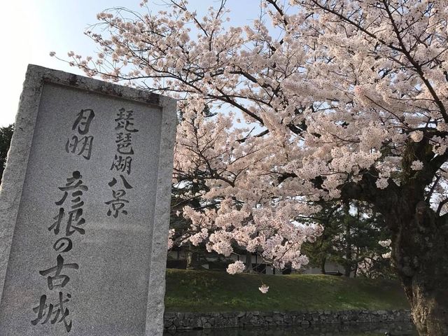 彥根城櫻花
