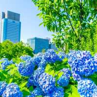 Symbol Promenade公園賞花