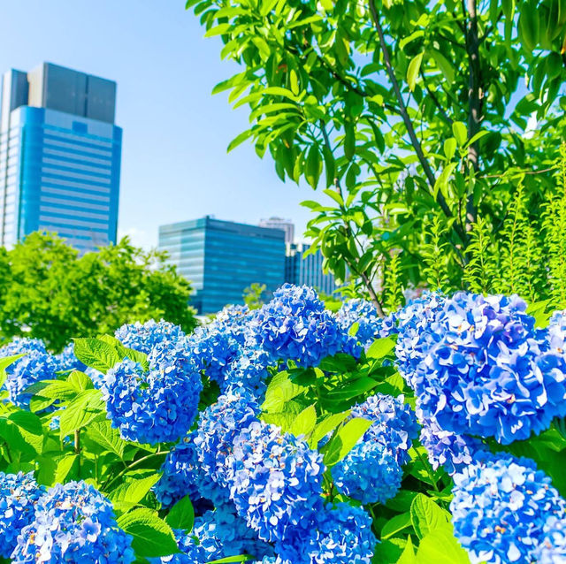 Symbol Promenade公園賞花