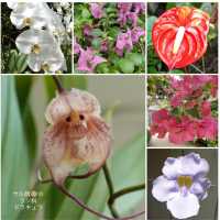 【福岡観光】色とりどりのお花が魅力的な植物園
