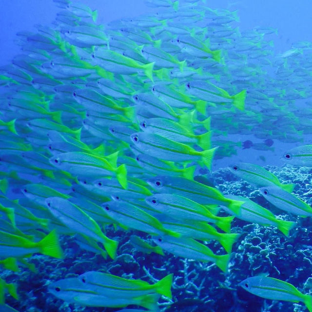 Diving adventure: Redang Island, Trengganu 🇲🇾