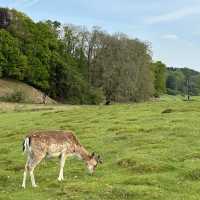Historic deer park