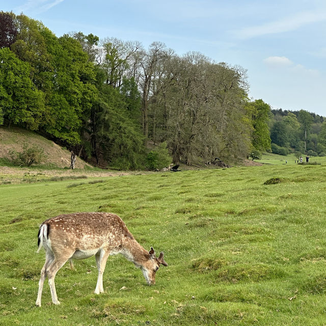 Historic deer park