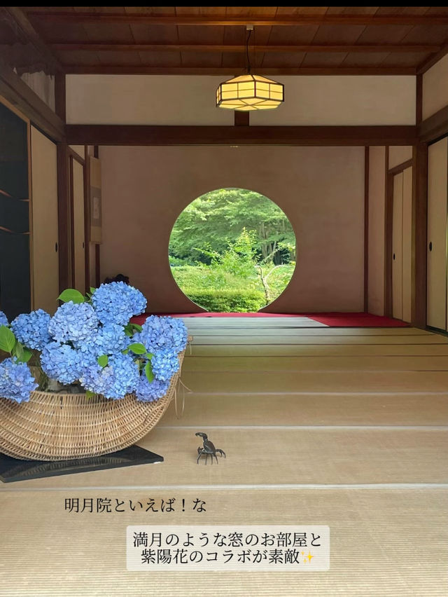 【鎌倉】1度は行きたい！紫陽花の名所