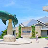 🐠 沖繩必遊景點 - 美麗海水族館！沉浸式海洋奇觀！ 