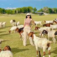 นิวซีแลนด์เมืองไทย เขื่อนป่าศักดิ์ชลสิทธิ์ 