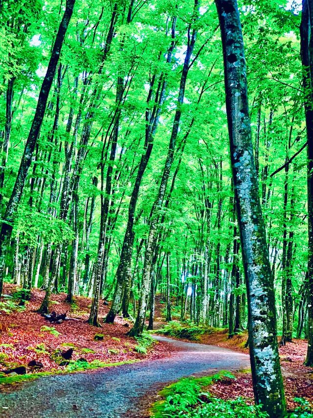 美人林 @ Bijin Bayashi Forest 