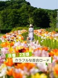 圧巻の2万株の百合💐百合ロードも歩いてみよう♪