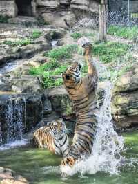 Chengdu zoo