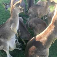龍柏考拉動物園