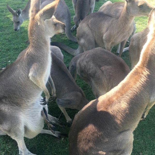龍柏考拉動物園