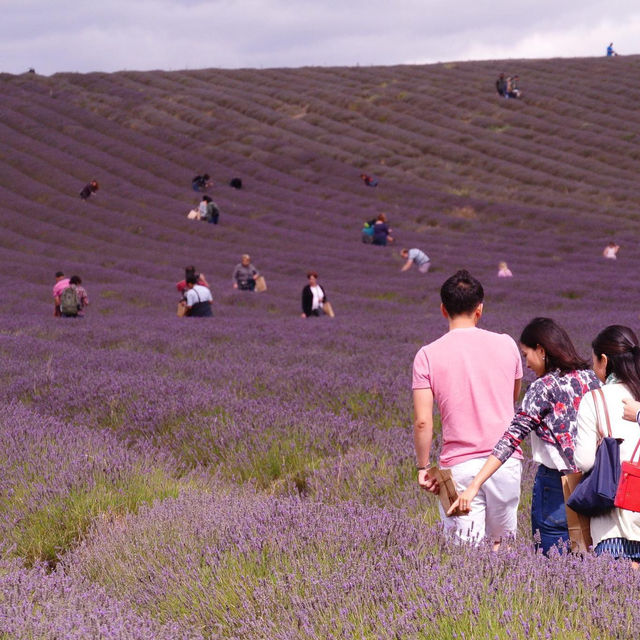 Hitchin (Lavander farm)