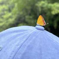 雨林