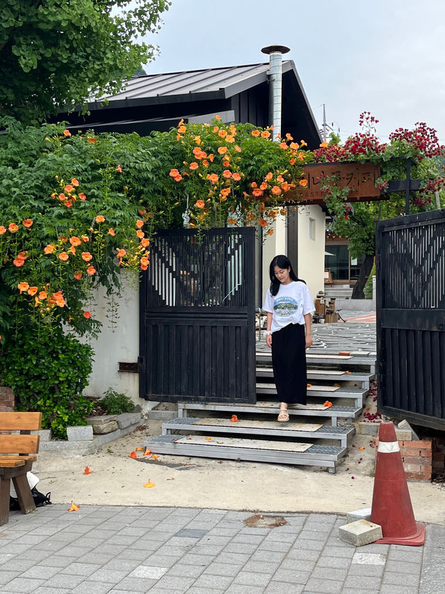 능소화가 잔뜩 피어난 청주 능소화 카페 