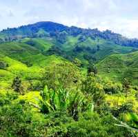  The Hills Are Alive With the Sound of Birds!!!