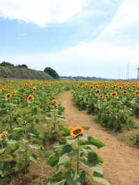 ˗ˏˋ まるでオランダ🇳🇱なひまわり畑🌻 ˎˊ˗