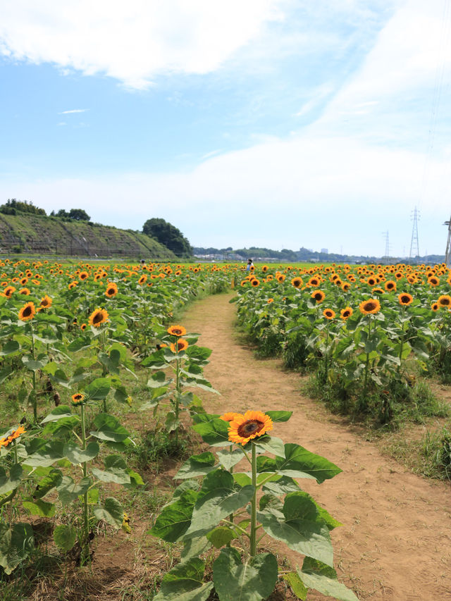 ˗ˏˋ まるでオランダ🇳🇱なひまわり畑🌻 ˎˊ˗