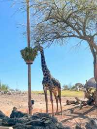 Nice modern zoo
