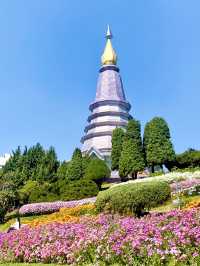 🇹🇭Romantic flower blossom in ChiangMai💕🌹🌷