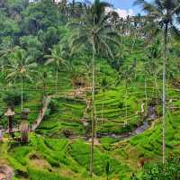 🇮🇩 Soar Solo at Bali Swing: Find Freedom in the Skies