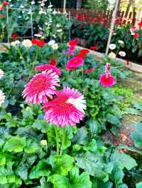 Flowers in Bloom at Genting Strawberry Leisure Farm