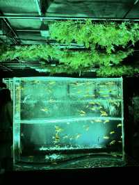 金魚のアートアクアリウム in銀座°･🐟