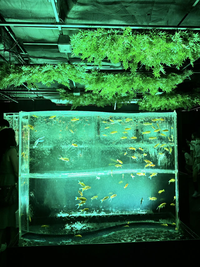 金魚のアートアクアリウム in銀座°･🐟