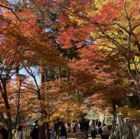 日本大阪勝尾寺、箕面公園賞楓