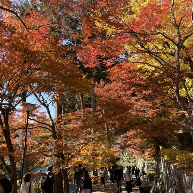 日本大阪勝尾寺、箕面公園賞楓