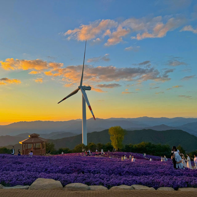 온통 보랏빛물결 거창 감악산 일몰부터 야경까지💜
