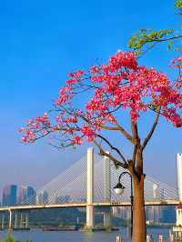 橫琴花海長廊：自然與浪漫的完美結合🌸🌿